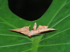Hypochrosis baenzigeri