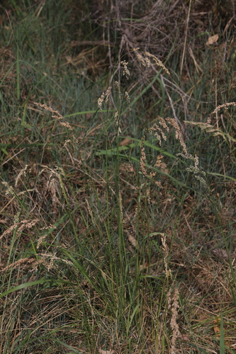 Chascolytrum subaristatum, photograph 5