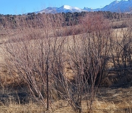 Coyote Willow winter