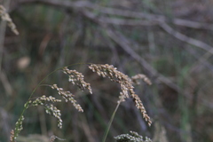 Chascolytrum subaristatum, photograph (c) Sofia Zvolanek, some rights reserved (CC BY)