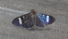 Erilusa leucoplagalis