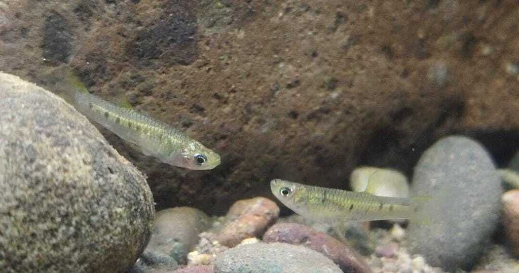 Lowland livebearer (Poeciliopsis latidens) — Poeciliidae