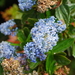 Blue Blossom - Photo (c) Vince Scheidt, some rights reserved (CC BY-NC), uploaded by Vince Scheidt