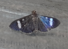 Erilusa leucoplagalis