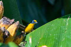 Euphonia luteicapilla