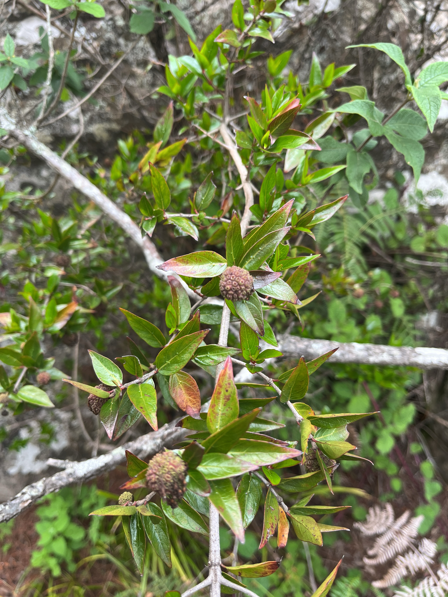 African Strawberry-Tree (Cephalanthus natalensis)
