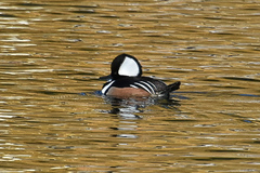Lophodytes cucullatus