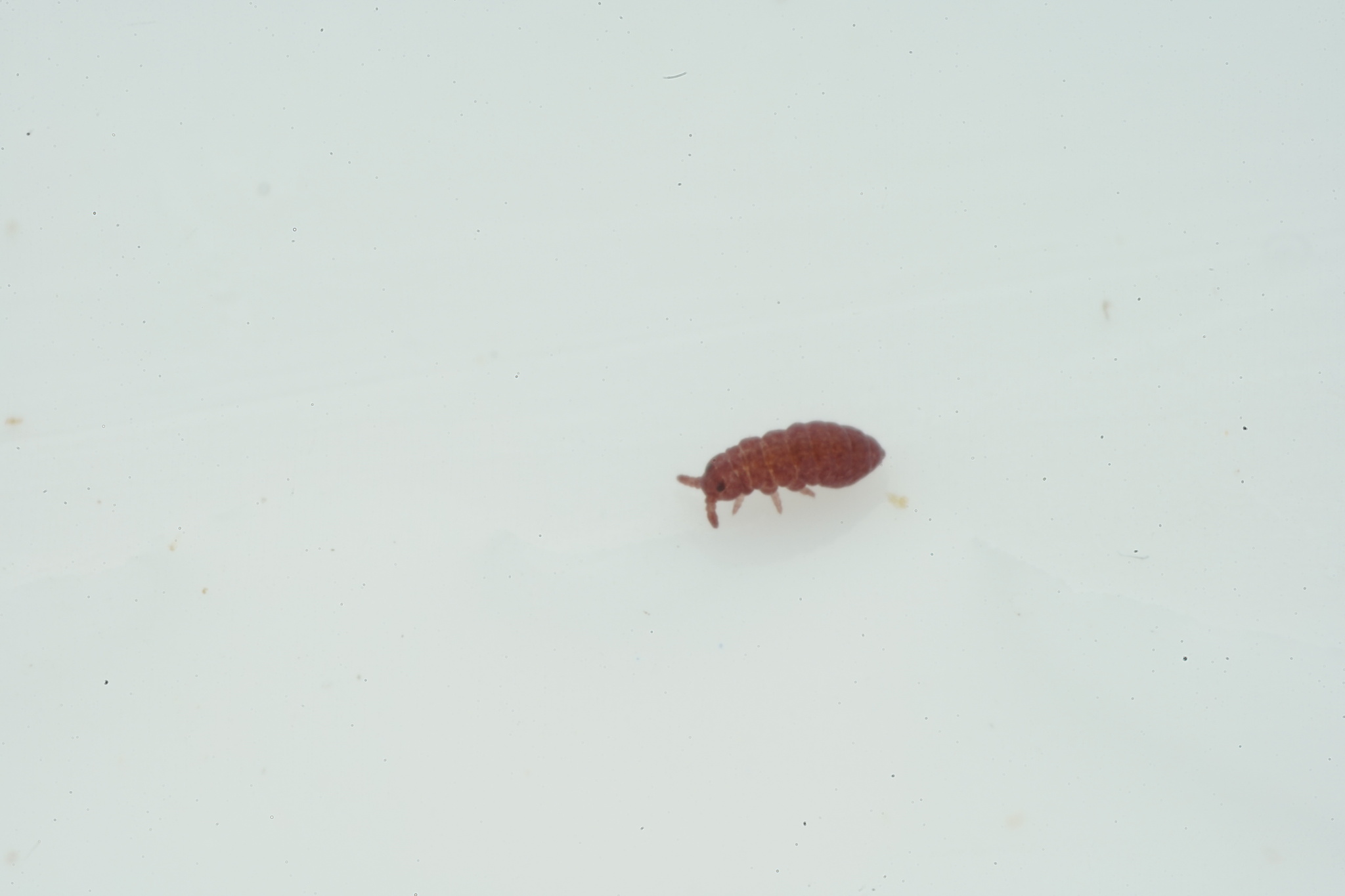 Brachystomella parvula (Schäffer, 1896)