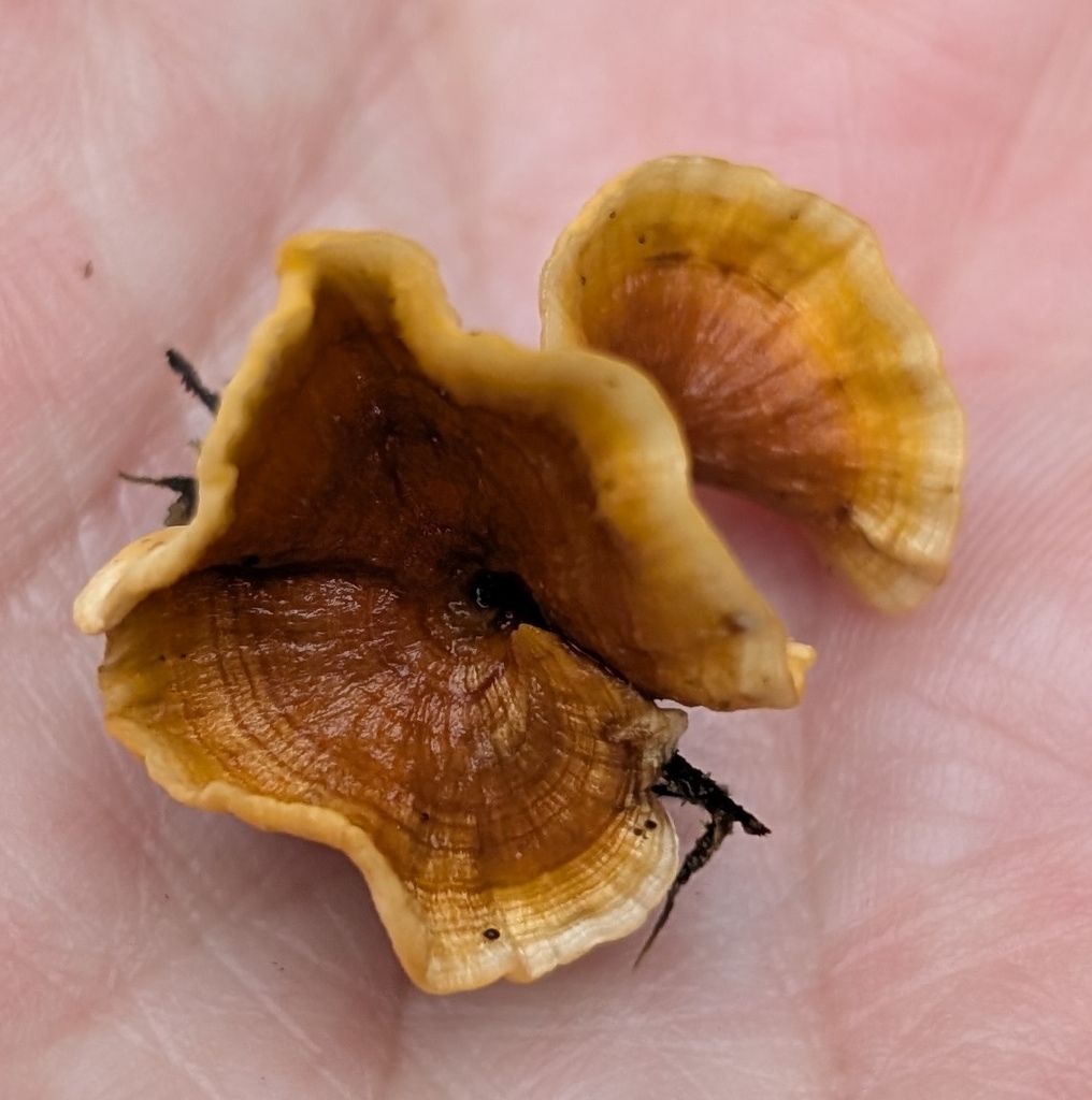 Stereum complicatum · December 2025 · photo: © michaelshan (iNaturalist, cc-by-nc)