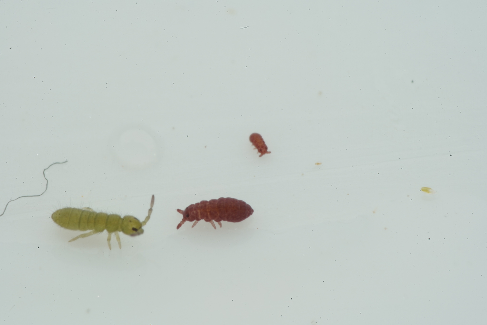 Brachystomella parvula (Schäffer, 1896)