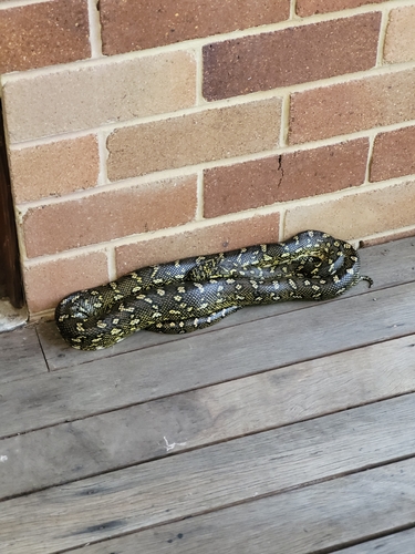 Diamond Python sighting