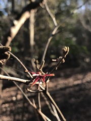 Hamamelis ovalis