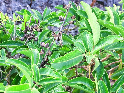 Pilocarpus goudotianus