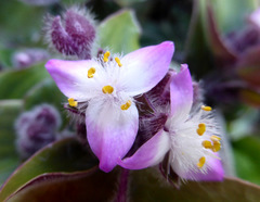 Tradescantia cerinthoides
