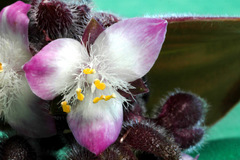 Tradescantia cerinthoides
