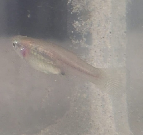Viriosa-tandkarper (Poeciliopsis viriosa) — Poeciliidae — 5