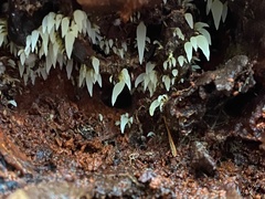 Mucronella fusiformis