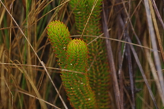 Phlegmariurus hystrix