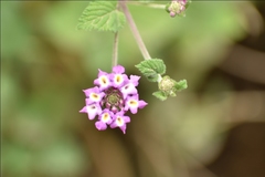 Lantana megapotamica