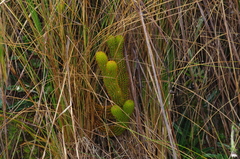 Phlegmariurus hystrix