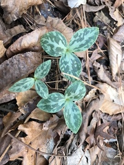 Trillium gracile