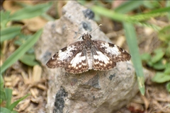 Chiomara asychis autander