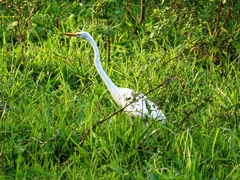 Ardea alba