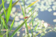 Crocothemis servilia mariannae