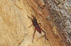 Microtomus purcis