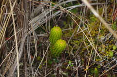 Phlegmariurus hystrix