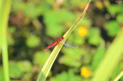 Crocothemis servilia mariannae