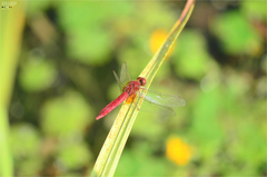 Crocothemis servilia mariannae