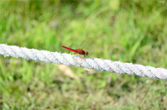 Crocothemis servilia mariannae