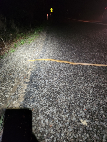 Brown Tree Snake sighting