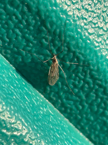 Unknown species found near Logan St, Seymour, TN, US