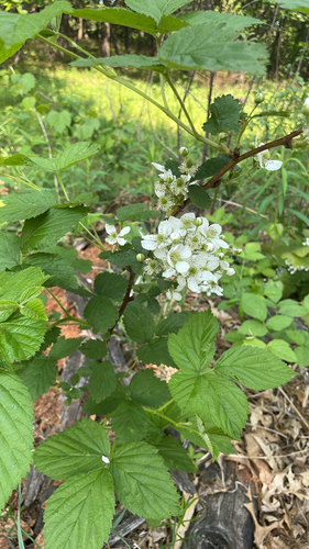 Rubus allegheniensis iNat (3)