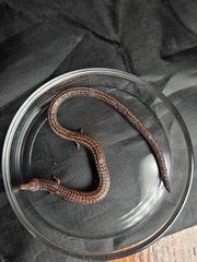 White's Bachia photo 3