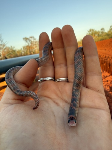 Northern Shovel-nosed Snake sighting