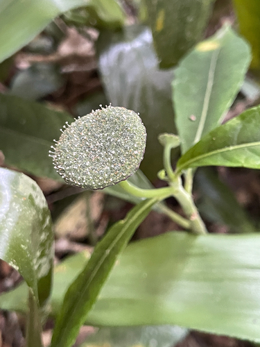 Dorstenia hirta