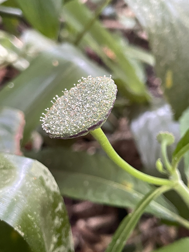 Dorstenia hirta
