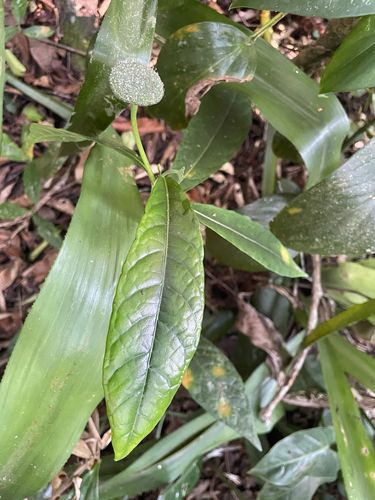 Dorstenia hirta