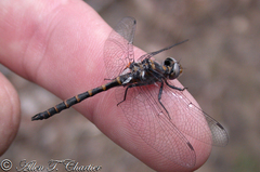 Williamsonia lintneri