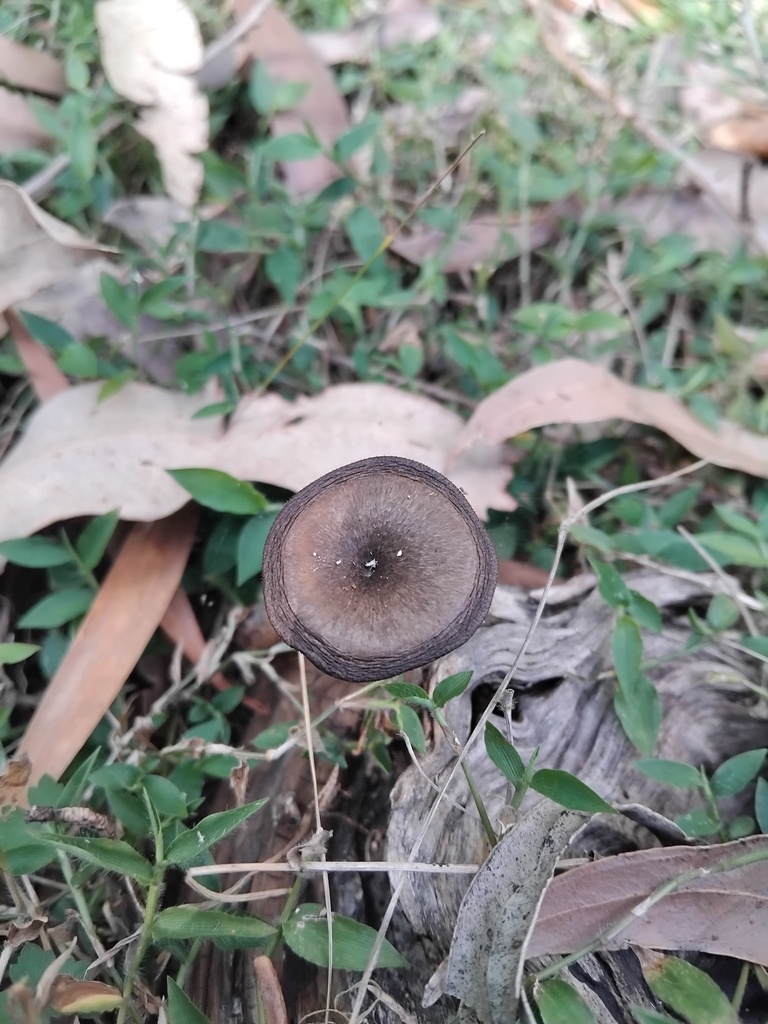 Lentinus arcularius · November 2025 · photo: © sofiazed1 (iNaturalist, cc-by)