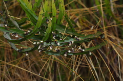 Baccharis genistelloides