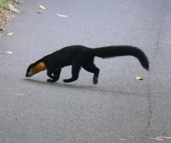 Nilgiri Marten photo 3