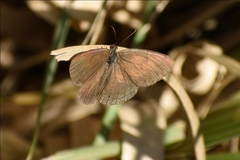 Cissia phronius