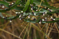 Baccharis genistelloides