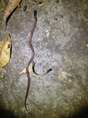 Aparallactus capensis