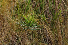 Baccharis genistelloides