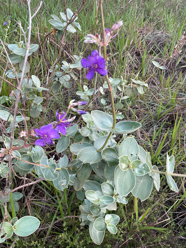 Glory bush (Pleroma clavatum)